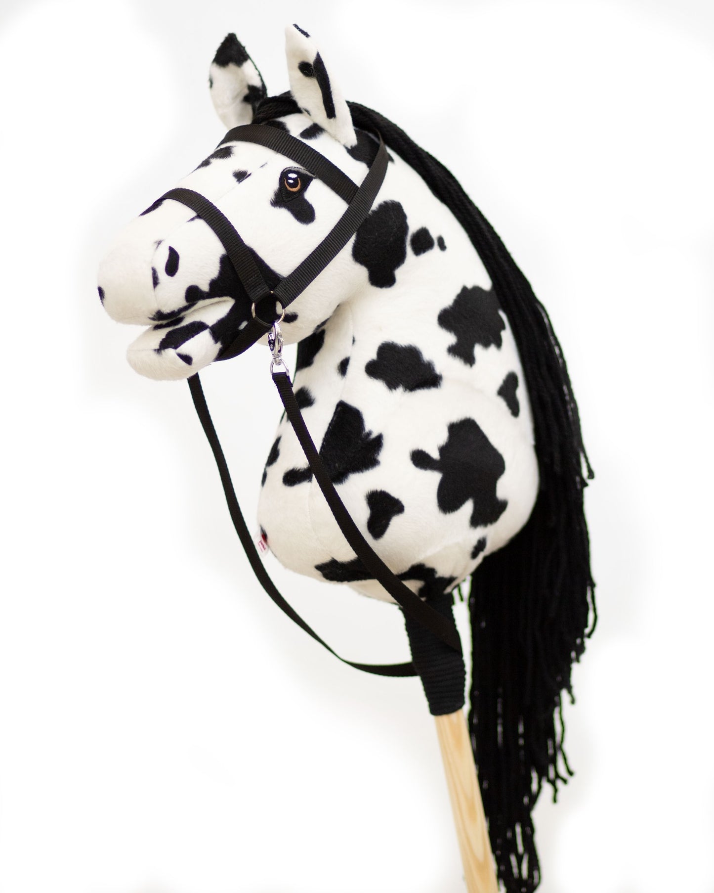 Dakota - Black mane - Adult horse