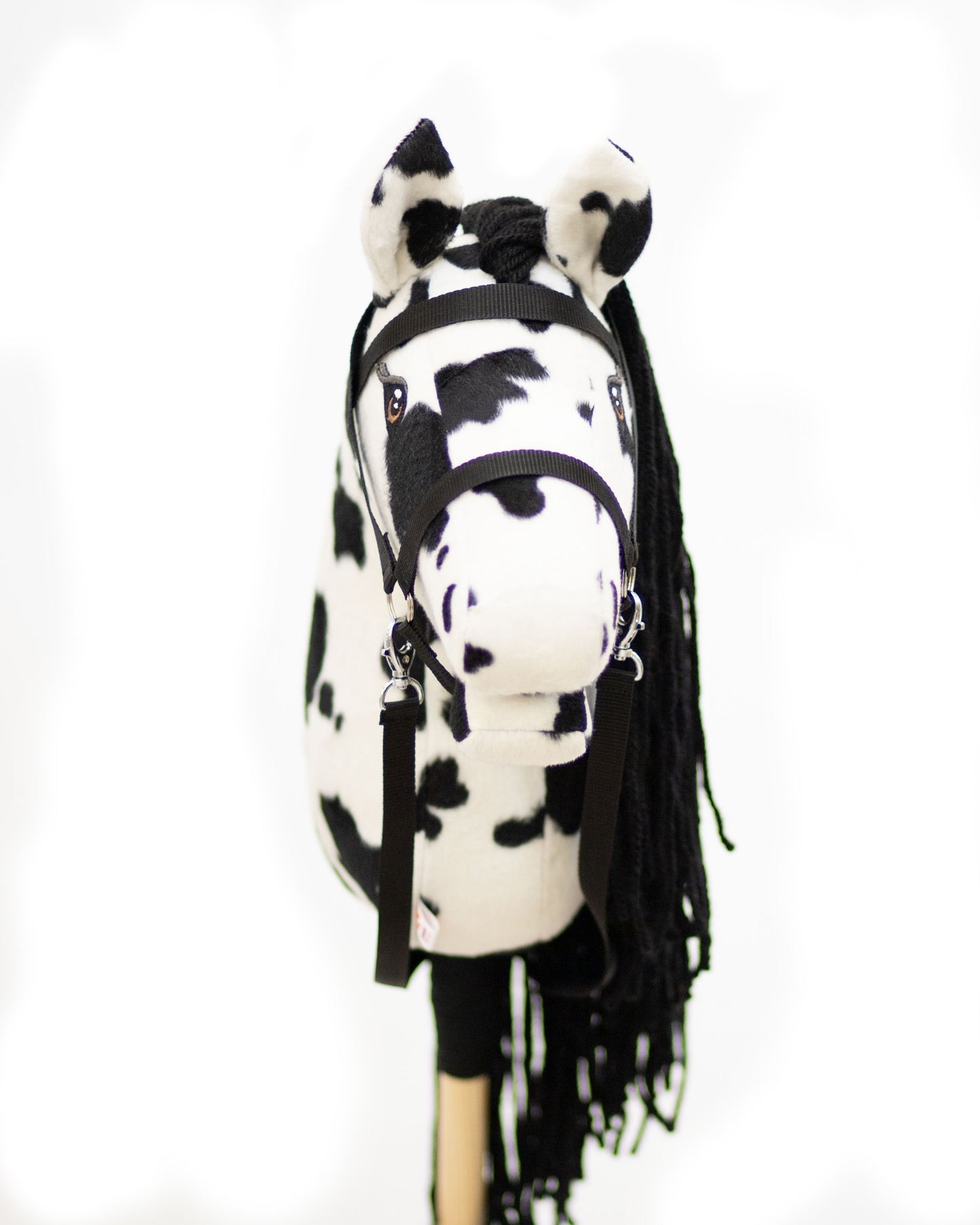 Dakota - Black mane - Adult horse